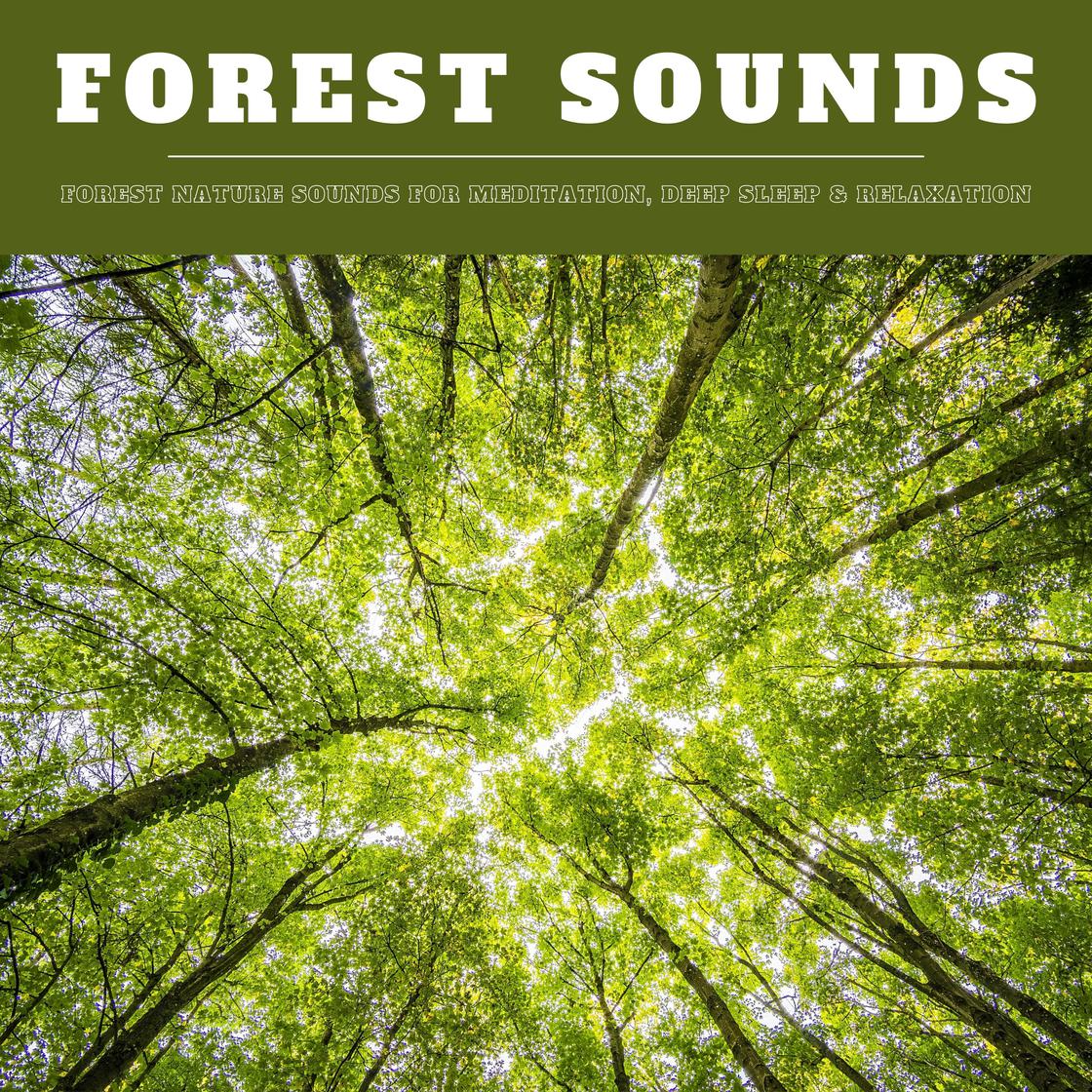 その他 Forest Relaxation [DVD] Forest Sounds: Forest Nature Sounds for Meditation, Deep Sleep